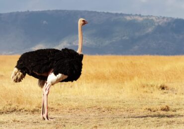 Fuja das Pirâmides: Boi Gordo, Telexfree, Unick Forex e outros casos famosos