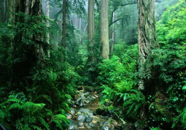 Ativos florestais: guia de investimento direto