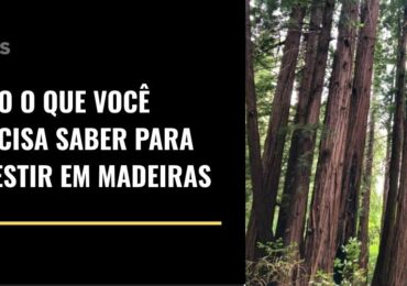 Tudo o que você precisa saber para investir em terras florestais