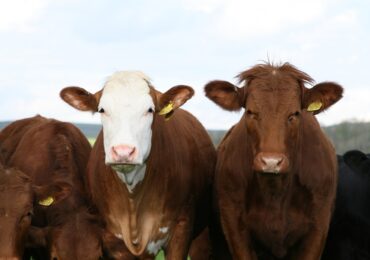 Investimentos em pecuária de corte: guia completo