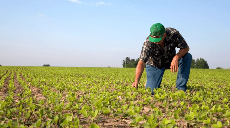 cédula-de-produto-rural
