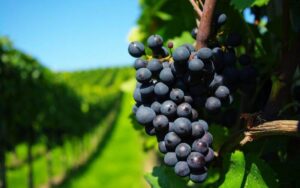 vinhos-finos