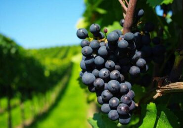 Vinhos finos: guia completo para você saber tudo sobre esse mercado