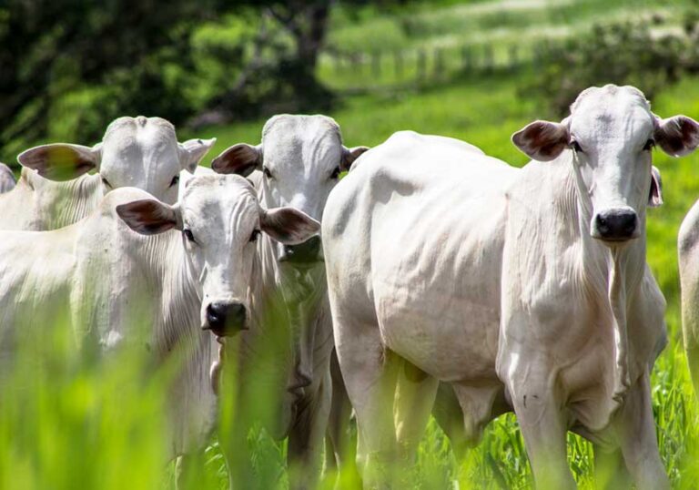 agropecuária, na bloxs