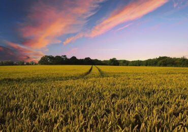 Guia de investimento direto em agronegócio