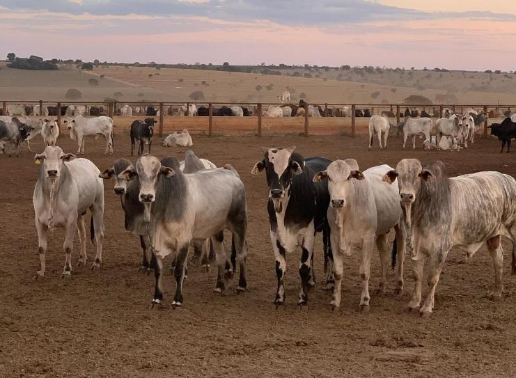investimento direto agronegócio, rural investimentos