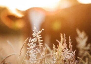 Agronegócio na bolsa ou investimento direto no setor, qual é melhor?