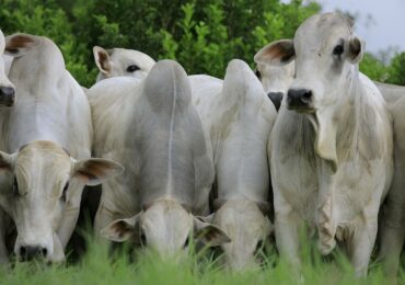 Bloxs e Agrosucesso já captaram mais de R$ 6,5 milhões em pecuária intensiva