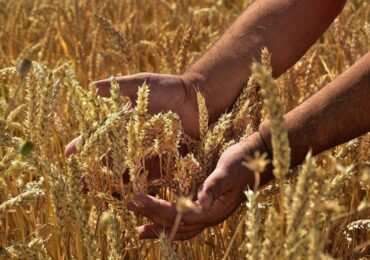 Agro brasileiro garante a segurança alimentar do planeta, mostra Embrapa