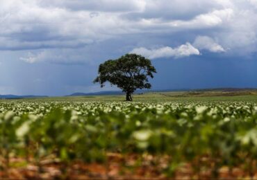 Exportações do agronegócio batem novo recorde e setor florestal avança 23%