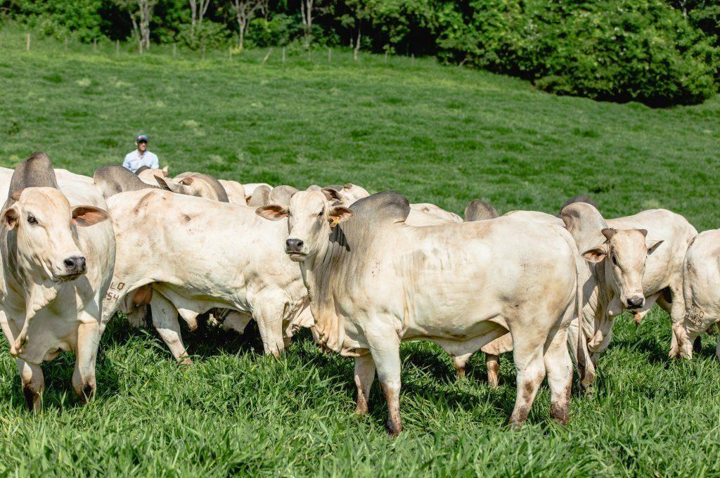 agrosucesso gado invest, plataformas de crowdfunding