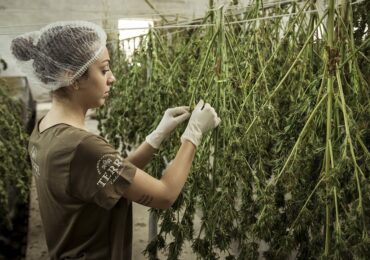 CNABIS apresenta avanços da indústria da Cannabis e recebe players do mercado financeiro