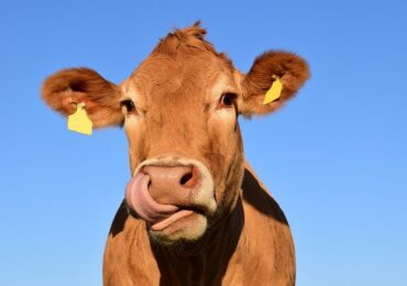 Exportações de carne bovina em nível histórico favorecem investimentos