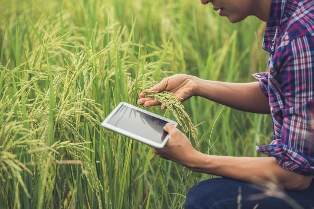 avaiando plantação com o tablete, agricultura de precisão