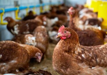 Exportações de carne de frango crescem 25% em outubro e têm faturamento histórico