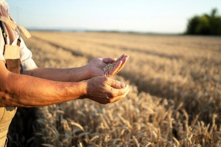 homem segurando grãos, ao fundo uma plantação de trigo, édula de Crédito Rural