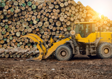 Setor florestal: por que ele é tão estratégico para nossa economia?