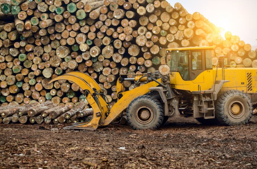 Setor Florestal Por Que Ele T O Estrat Gico Para Nossa Economia