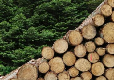 NCREIF Timberland: conheça o índice florestal que supera o S&P 500 há 30 anos