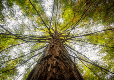 Como investir em mogno com segurança e retorno potencial de +20% ao ano?