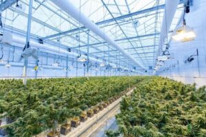 investir em cannabis