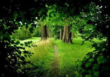 A revolução da valorização financeira da floresta amazônica