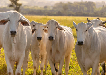 Conheça o investimento no agro que prevê retorno de 20,05% a.a. livre de IR
