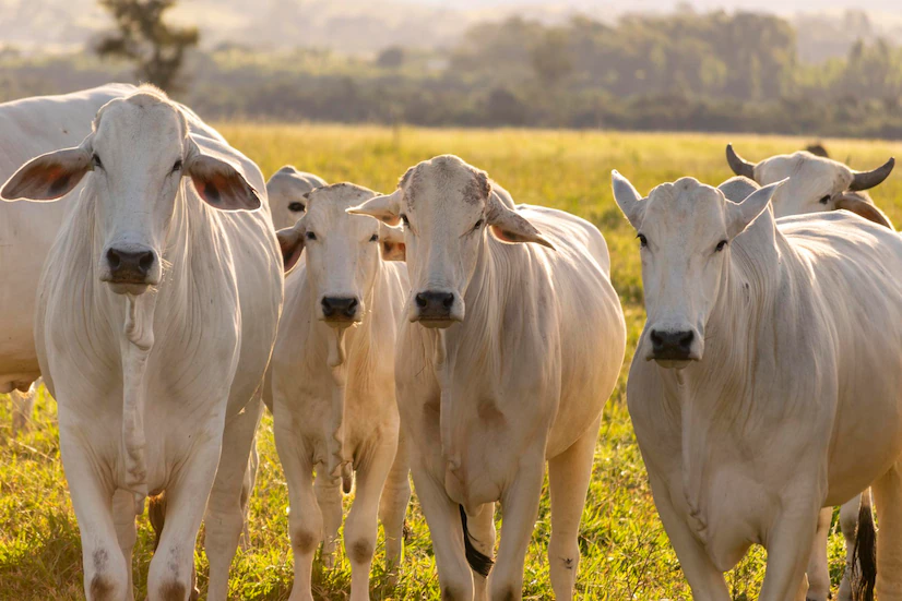 Em sete meses de operação no país, Agro.Club fatura R$ 150 milhões, Agronegócios