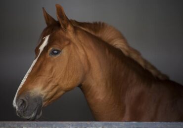 Já pensou em investir em cavalos? Conheça a bilionária indústria da equinocultura