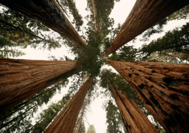 Floresta como investimento: fundos de pensão descobrem benefícios dos ativos florestais