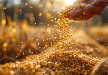 Agro cresce no mercado de capitais, com CRIs/CRAs em destaque nas carteiras de Fiagro
